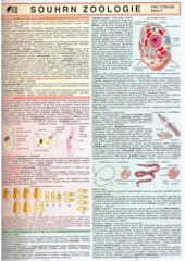 kniha Souhrn zoologie pro střední školy, Holman 2006