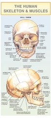 kniha The human skeleton & muscles, Holman 2008