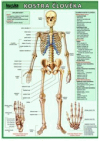 Kostra člověka