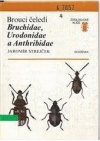 Brouci čeledí Bruchidae, Urodonidae a Anthribidae