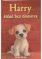 Harry, štěně bez domova